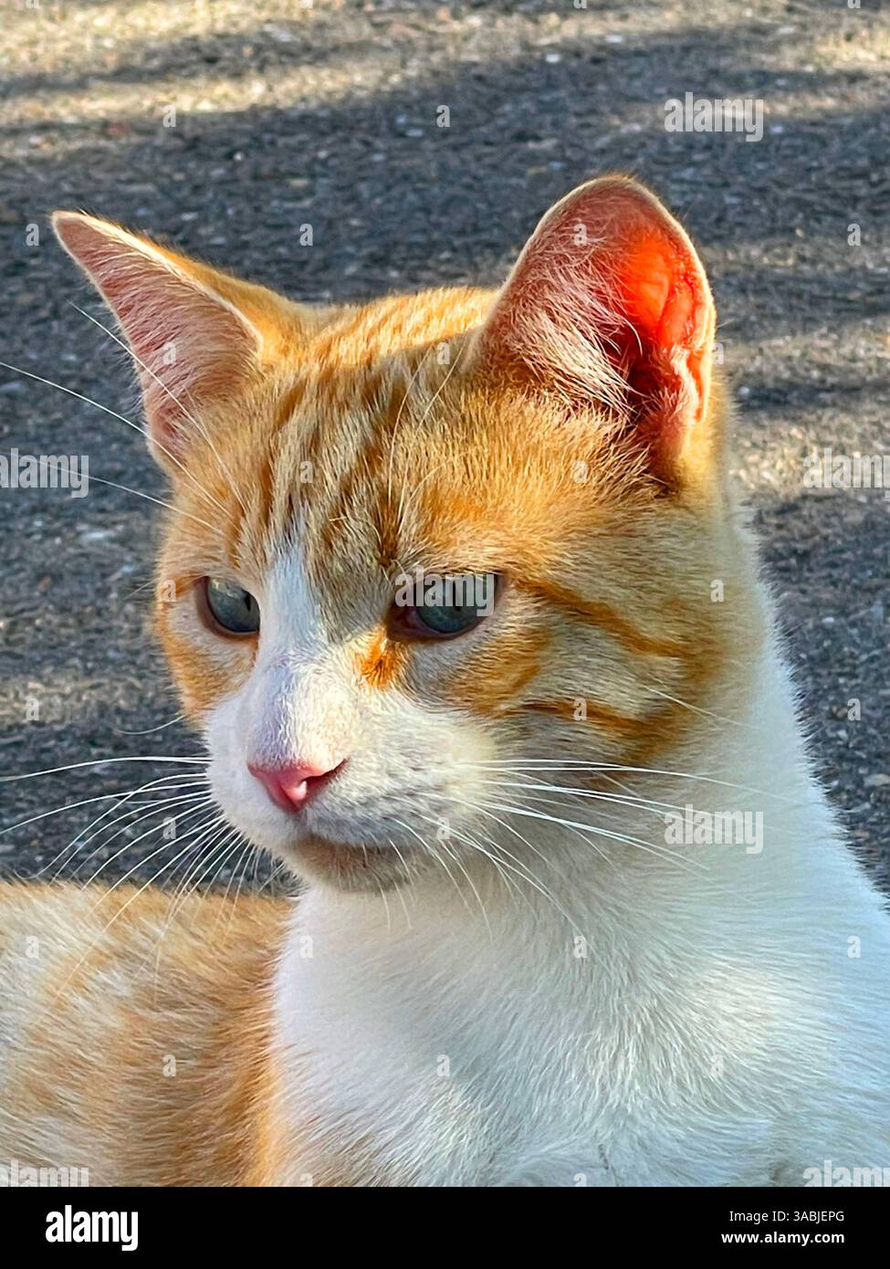 Tabby and white cat. Close view. - Smartphone Captured Stock Image
