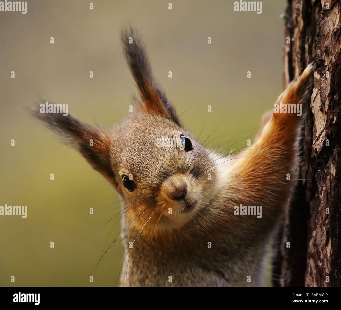 Red squirrel (Sciurus vulgaris) closeup climbing on a tree in spring. Stock Photo