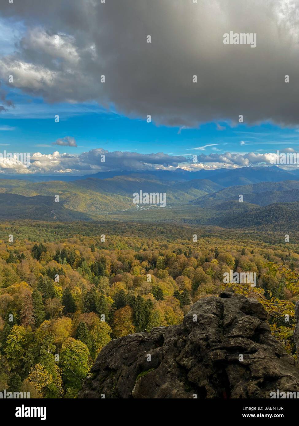 View of the autumn forest - Smartphone Captured Stock Image