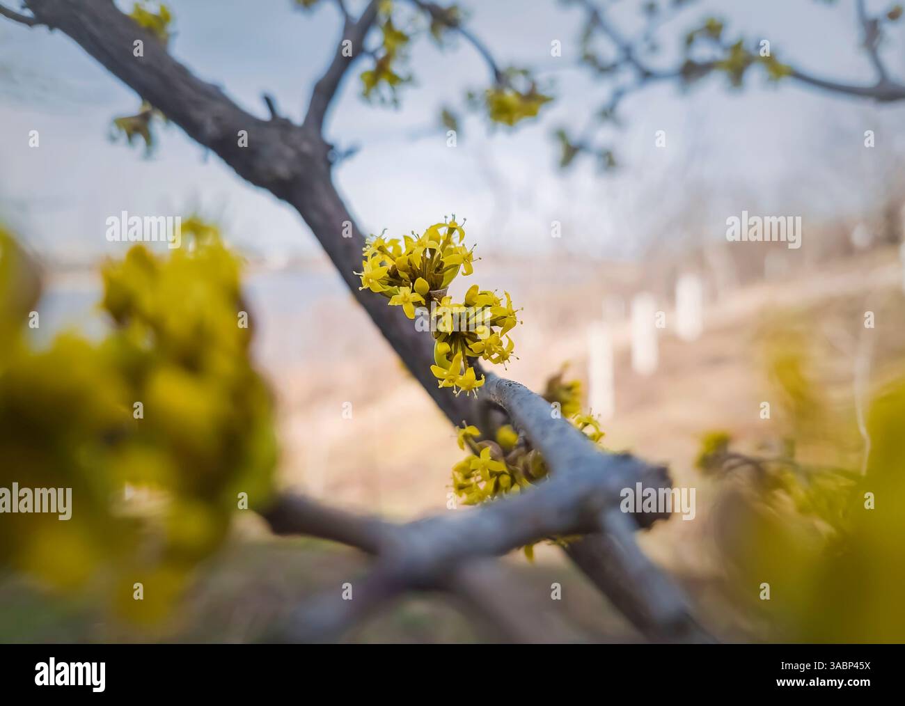 Close up yellow flowers of Cornus mas, the Cornelian cherry, European Cornel or dogwood. Spring season blooming tree - Smartphone Captured Stock Image