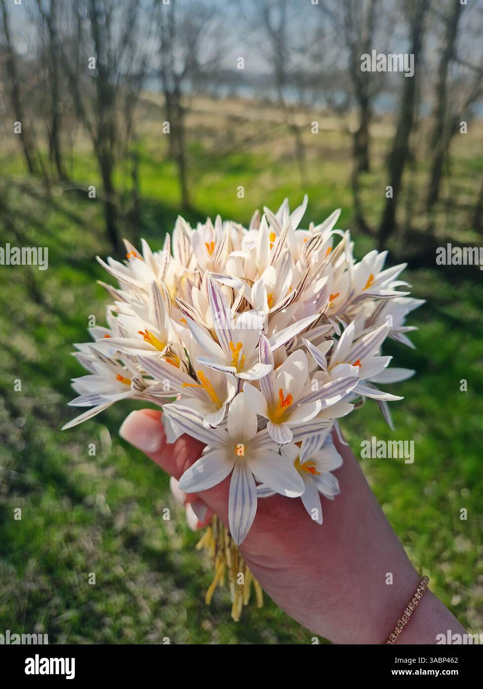 Woman hand holding a bunch of Crocus reticulatus flowers after picking the bouquet in the spring forest Stock Photo