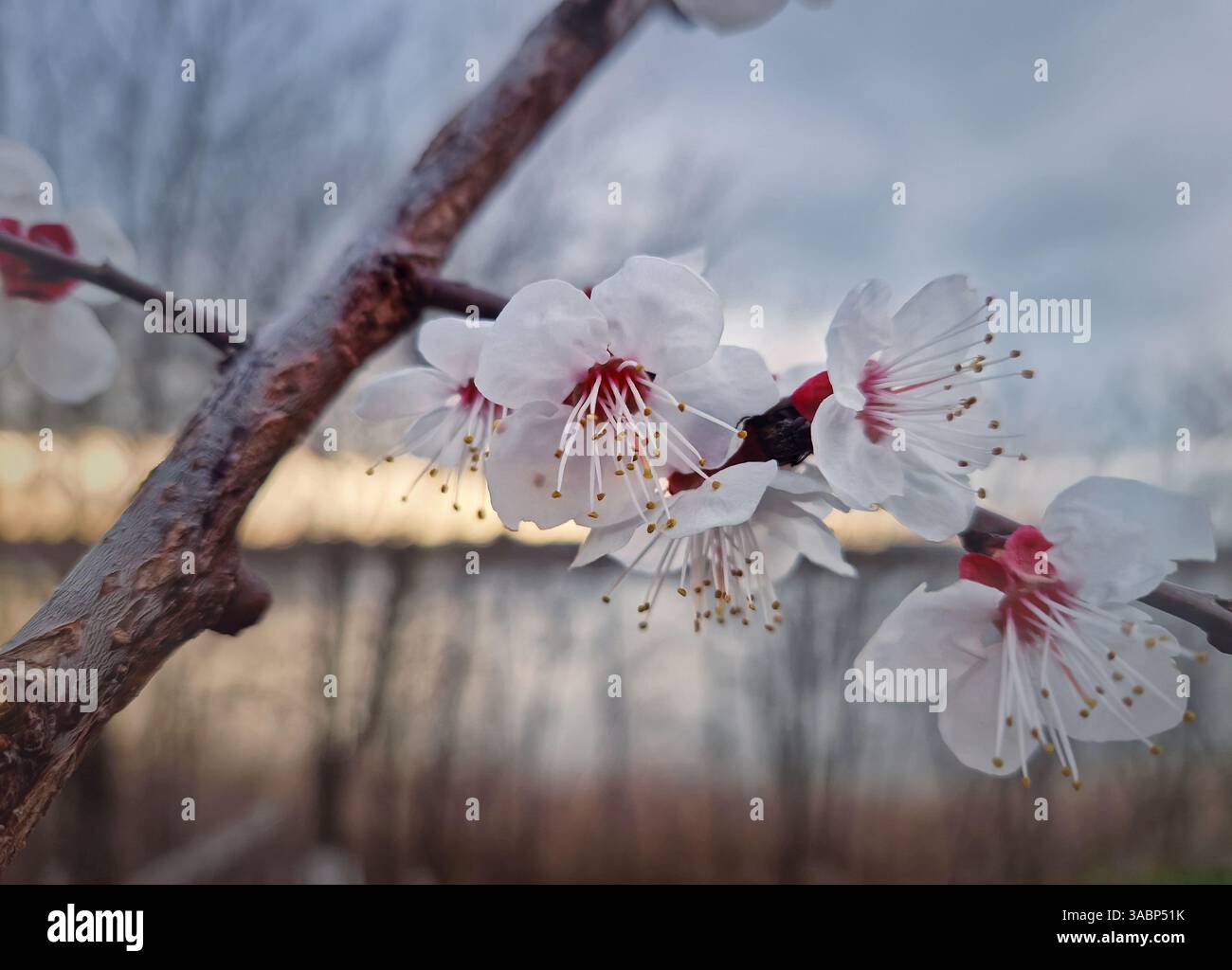 Gentle apricot tree flowers with petals swaying in the spring wind and a view to the sunset - Smartphone Captured Stock Image