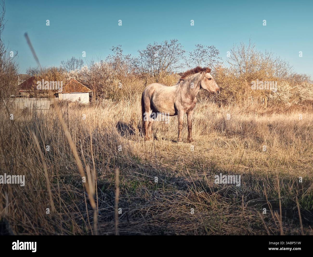 Grey and brown horse on the dry grass pasture near the village. Early spring rural farm scene - Smartphone Captured Stock Image