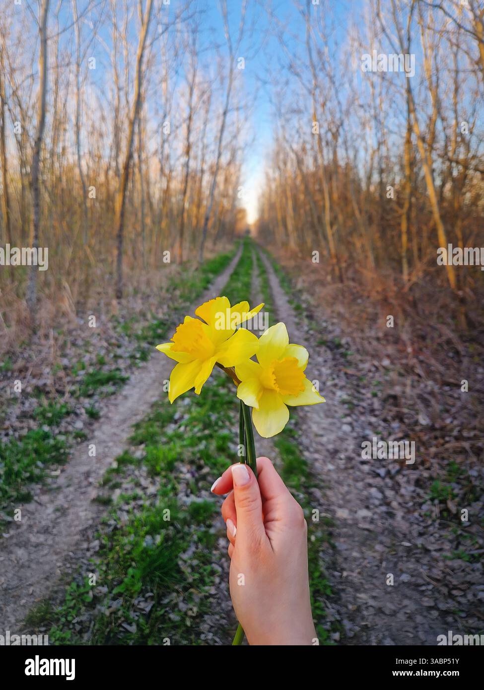 Woman hand holding a bunch of yellow daffodil flowers with a view to the country road through the spring forest - Smartphone Captured Stock Image