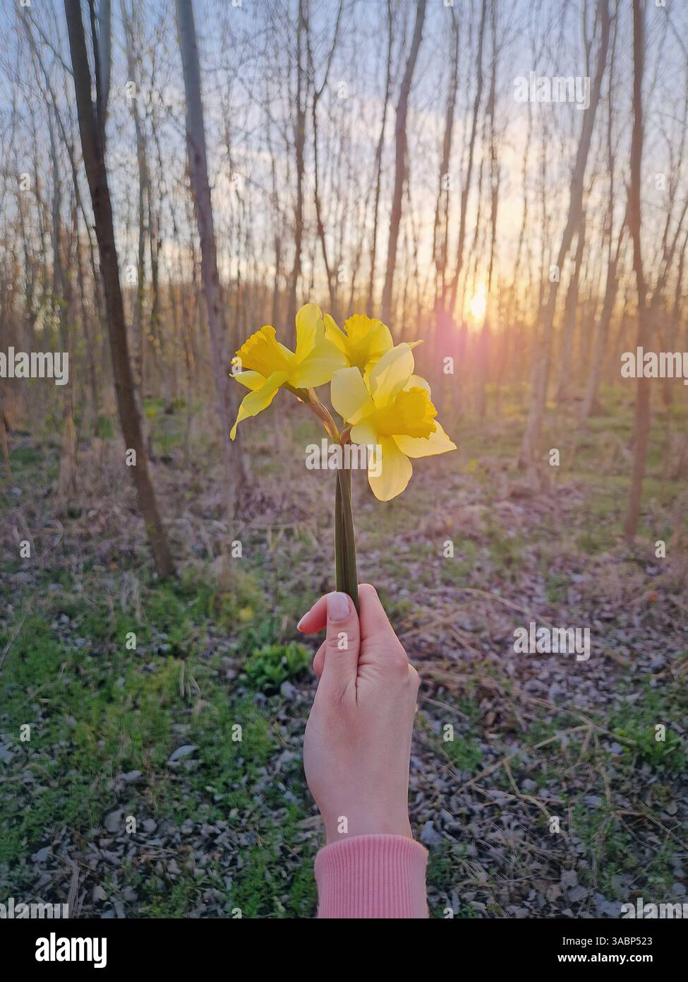 Female hand holding a bunch of yellow daffodil flowers with a view to the sunset through the spring forest - Smartphone Captured Stock Image