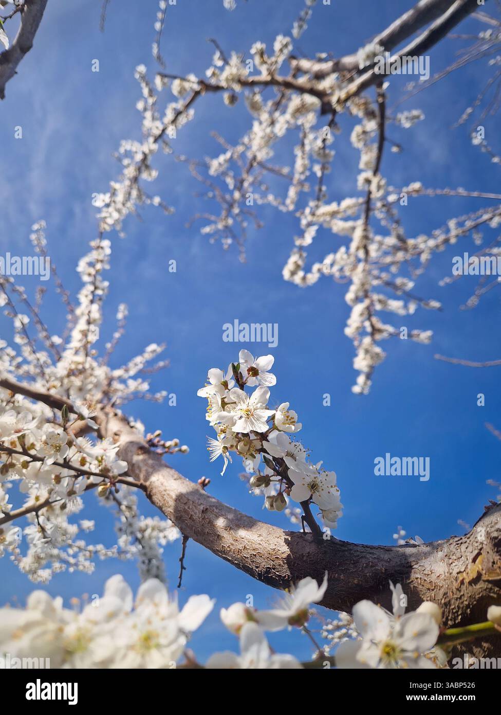 Blooming plum tree scenery with twigs full of gentle white flowers swaying in the spring wind with a view to the sunny blue sky background - Smartphone Captured Stock Image