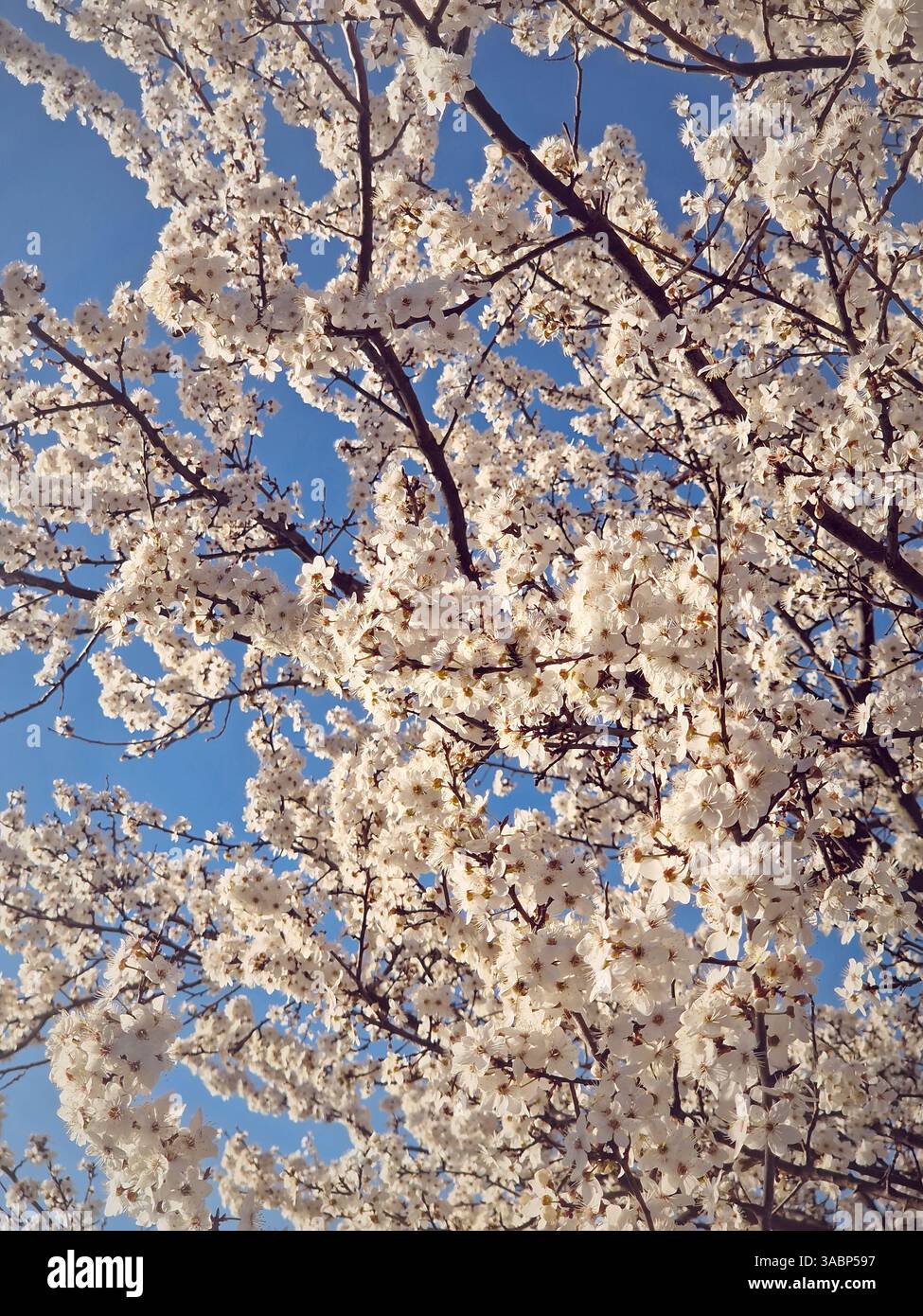 Blooming plum tree textured background. Twigs full of gentle white flowers - Smartphone Captured Stock Image