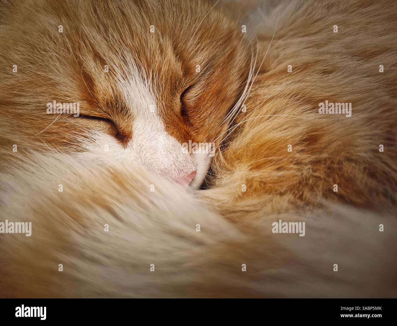 Closeup cute and sleepy orange kitten laying with eyes closed. Ginger cat standing cozy outdoors and falling asleep - Smartphone Captured Stock Image