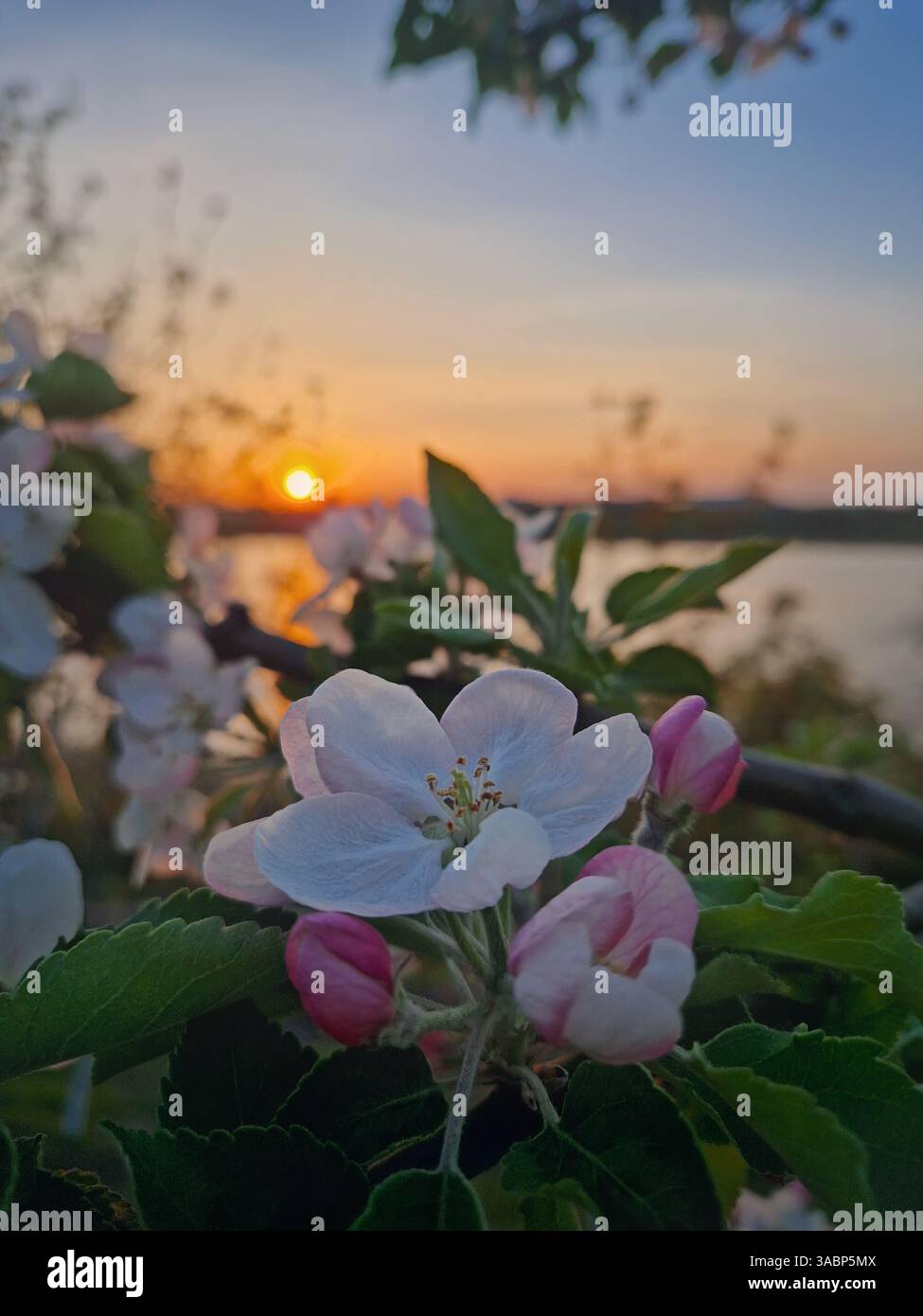 Closeup blooming apple tree buds with pink flowers and fresh green leaves against beautiful sunset background - Smartphone Captured Stock Image