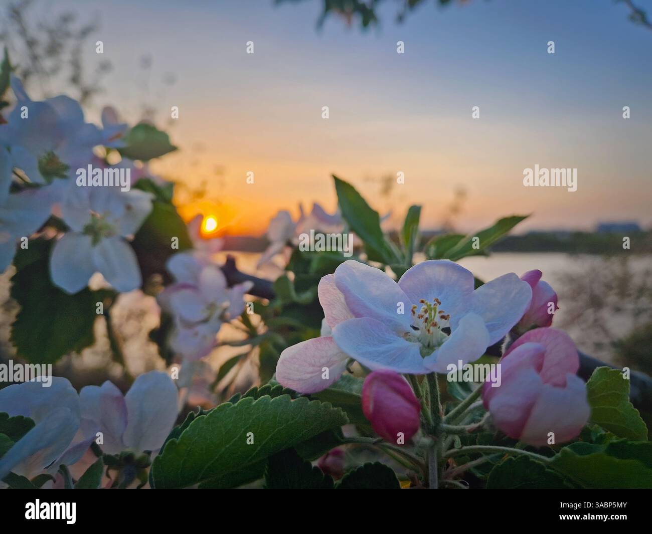 Closeup blooming apple tree buds with pink flowers and fresh green leaves against beautiful sunset background - Smartphone Captured Stock Image
