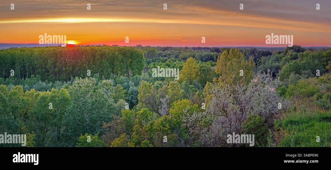 Panoramic summer view from the top of a hill above the green forest and the sunset at the horizon - Smartphone Captured Stock Image