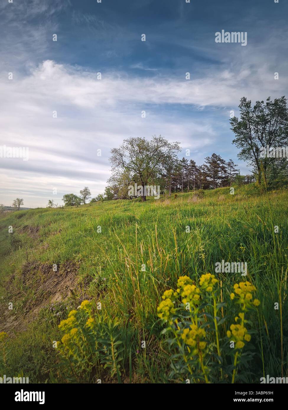 Picturesque summer countryside scene with green grass field near the forest - Smartphone Captured Stock Image