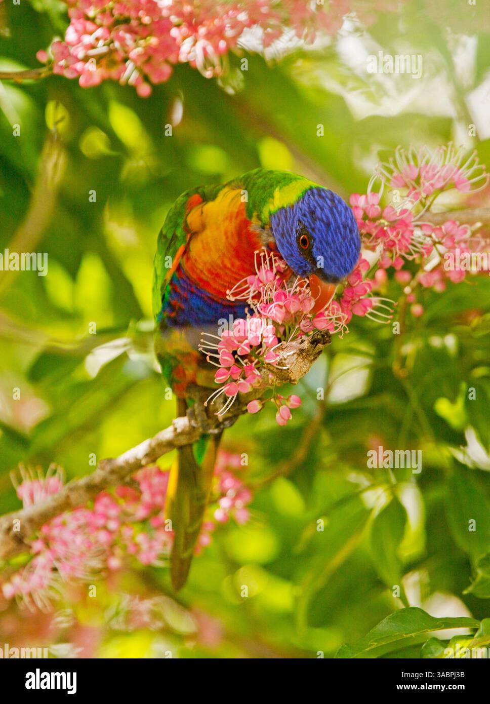 Rainbow lorikeet feeding on the flowers of a corkwood tree, Melicope rubra Stock Photo