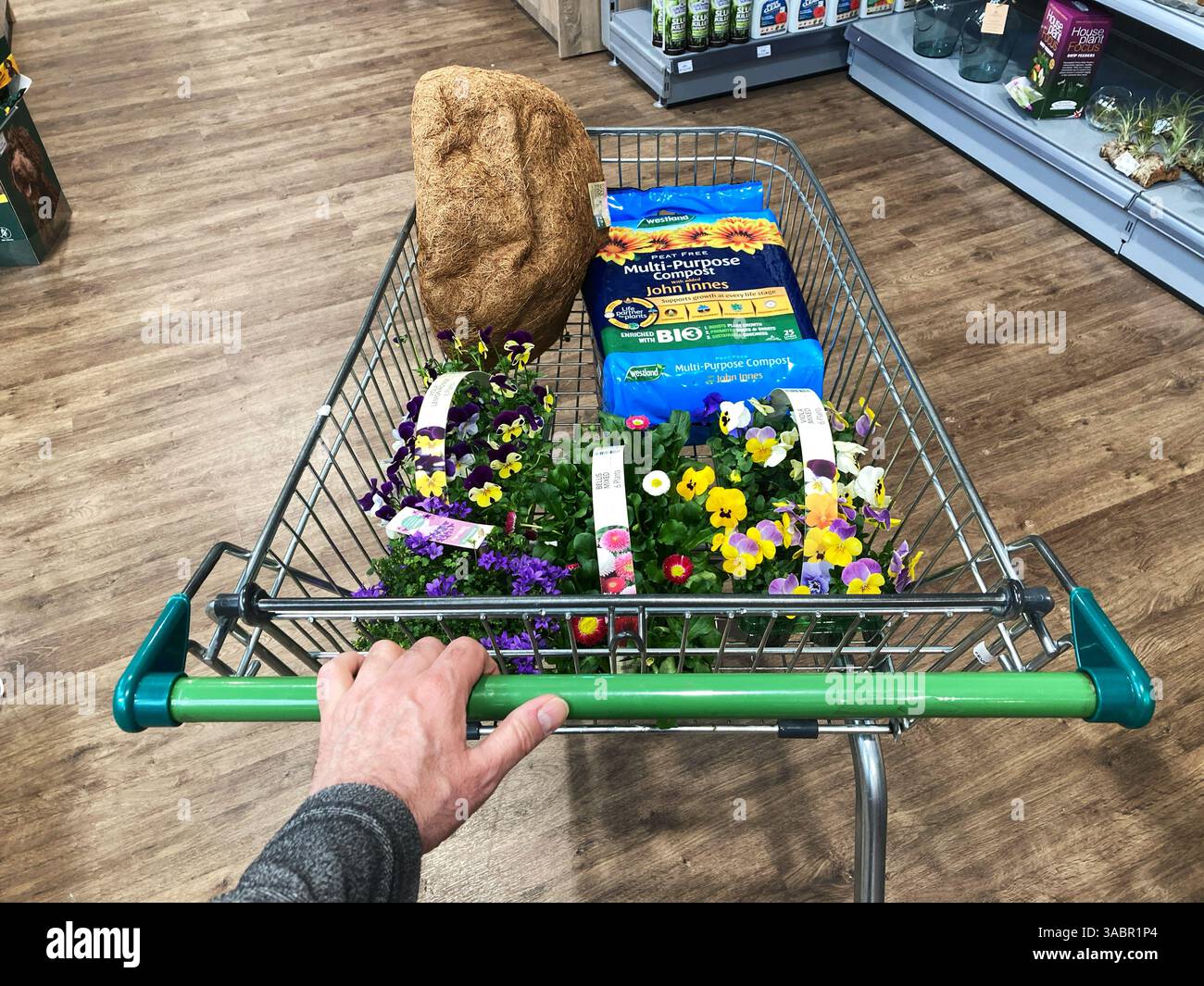 Man at the garden centre pushing a shopping trolley filled up with bedding plants, compost and hanging basket liners for Spring planting, UK - Smartphone Captured Stock Image