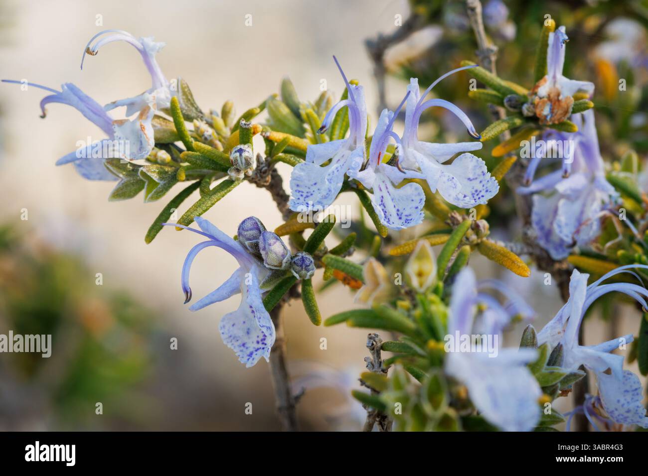 Rosemary flowers in the shade with a bright background, Alcoy, Spain Stock Photo