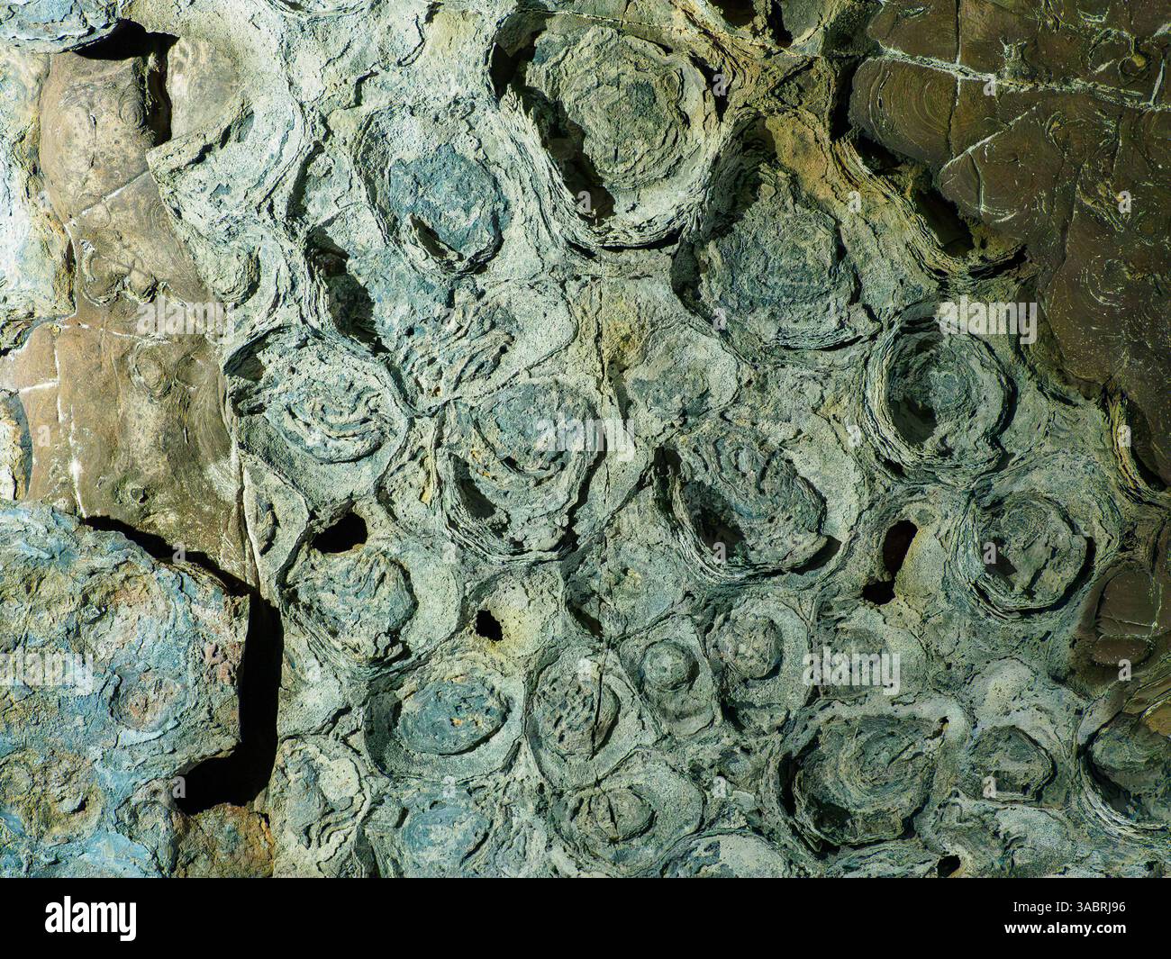 Details of Stromatolite ceiling in Sudwala caves, Mpumalanga, South