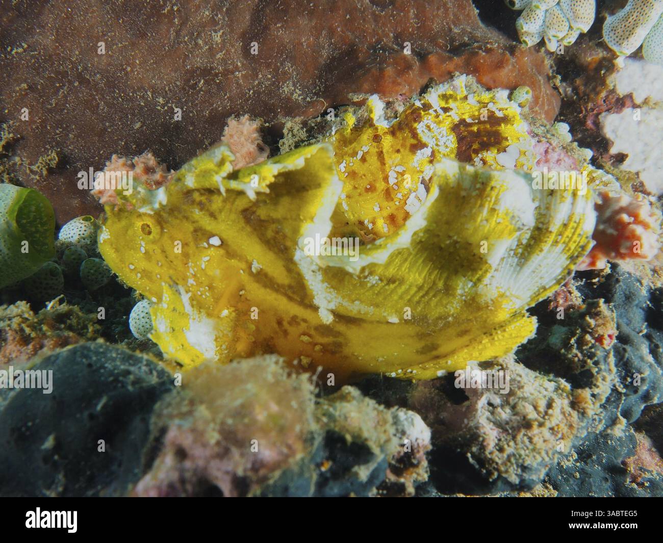 A yellow rocking fish (Taenianotus triacanthus) skilfully camouflages ...