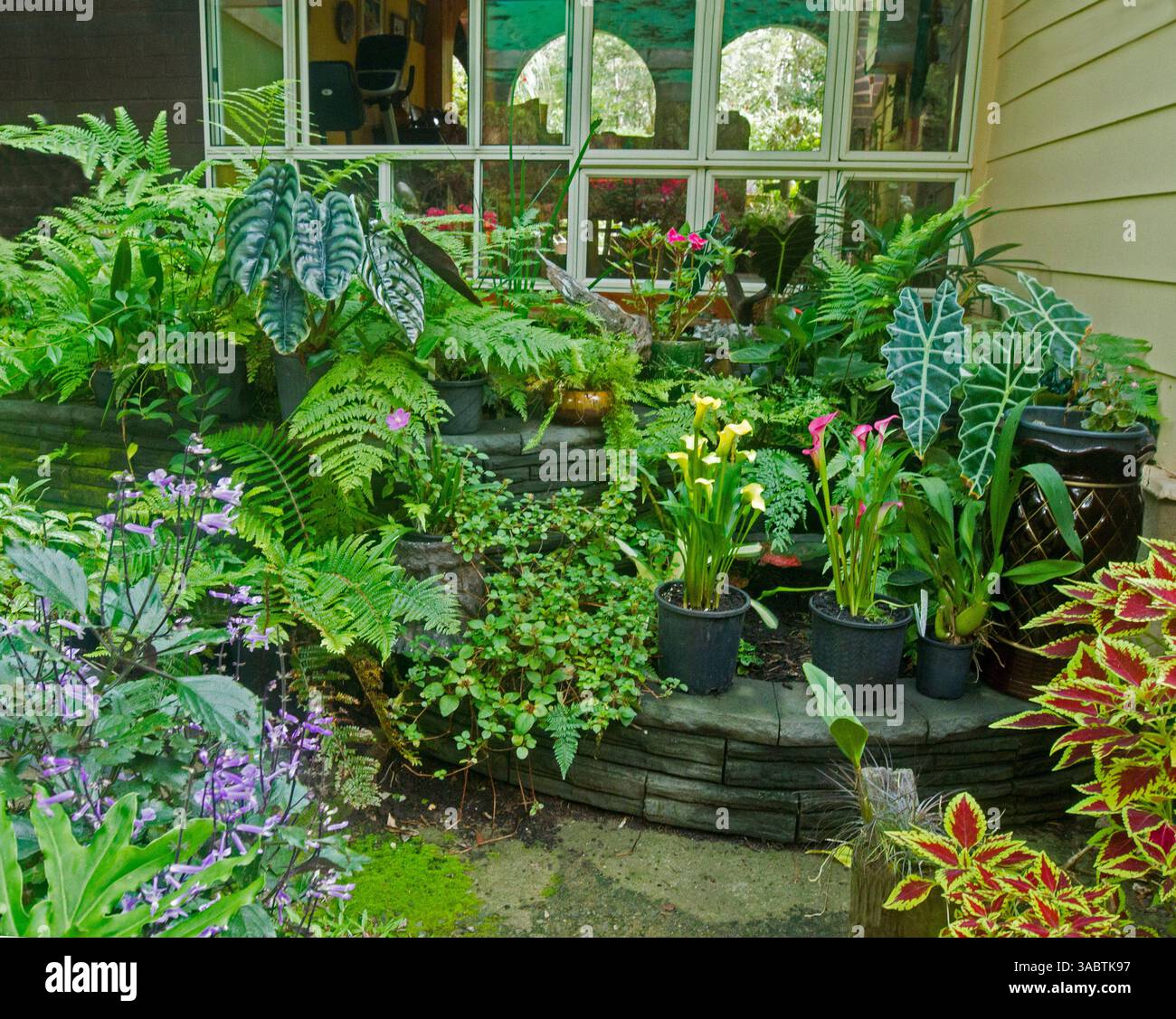 Lush foliage of ferns and other tropical indoor plants. most growing in containers, some with flowers, in a sheltered courtyard garden in Australia Stock Photo