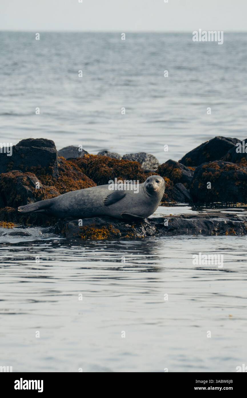 Common Seal Phoca Vitulina Emerging From The Water In A Natural common-seal-phoca-vitulina-emerging-from-the-water-in-a-natural