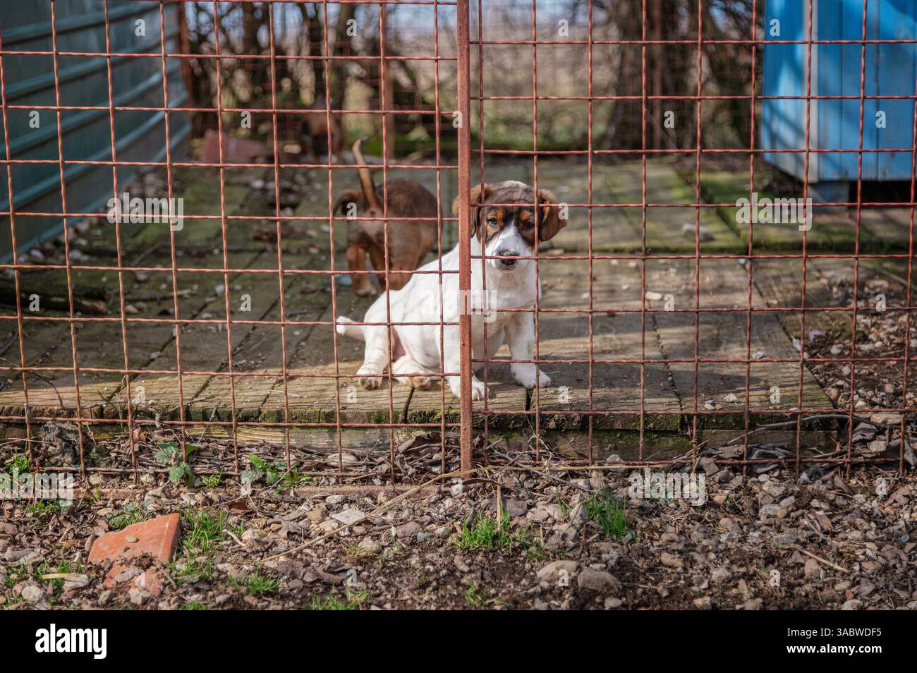 Sad rescued puppy sits on a wooden floor behind a wire fence at a dog shelter Stock Photo