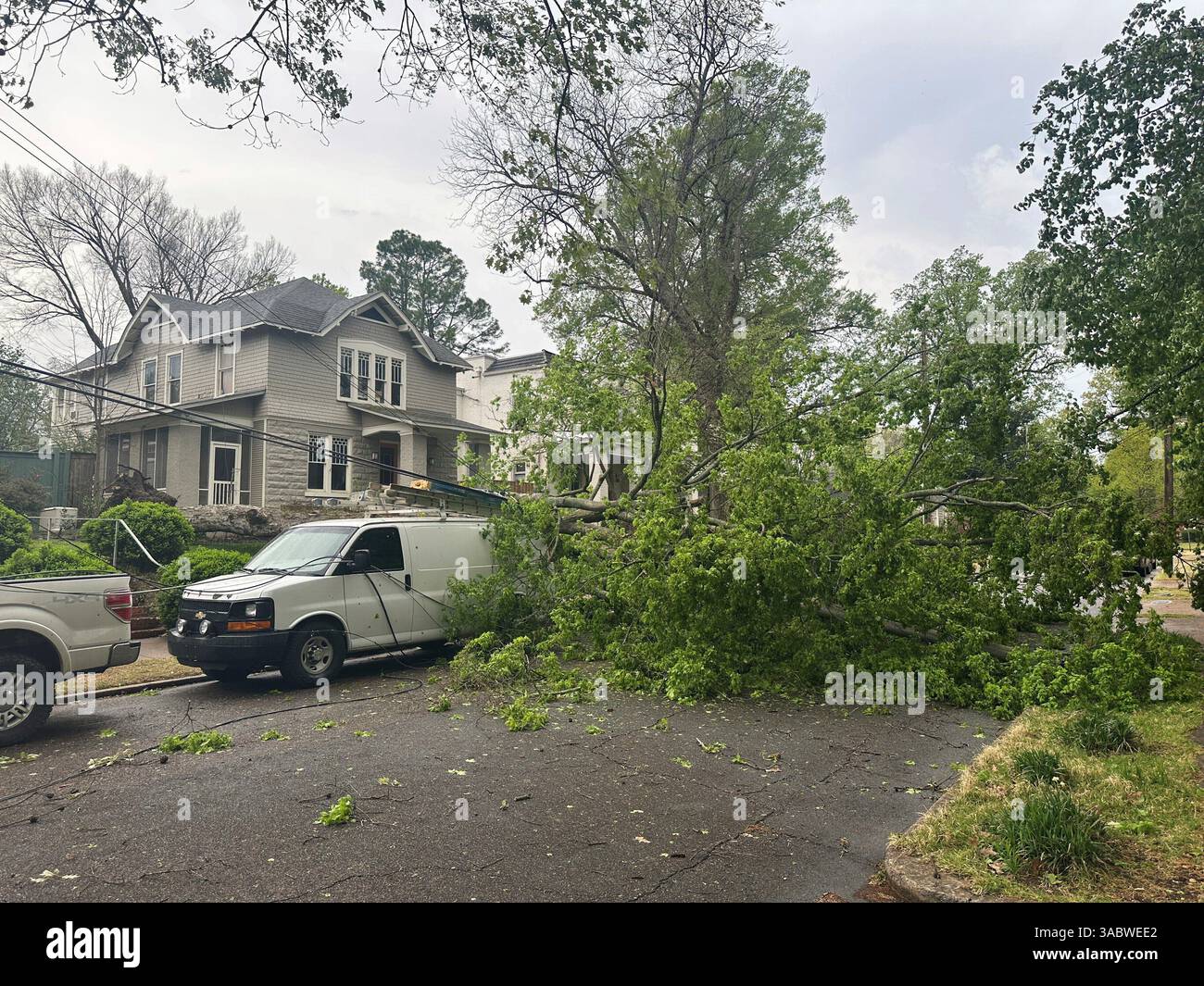 A tree fell and knocked down power lines and blocked a street in a ...