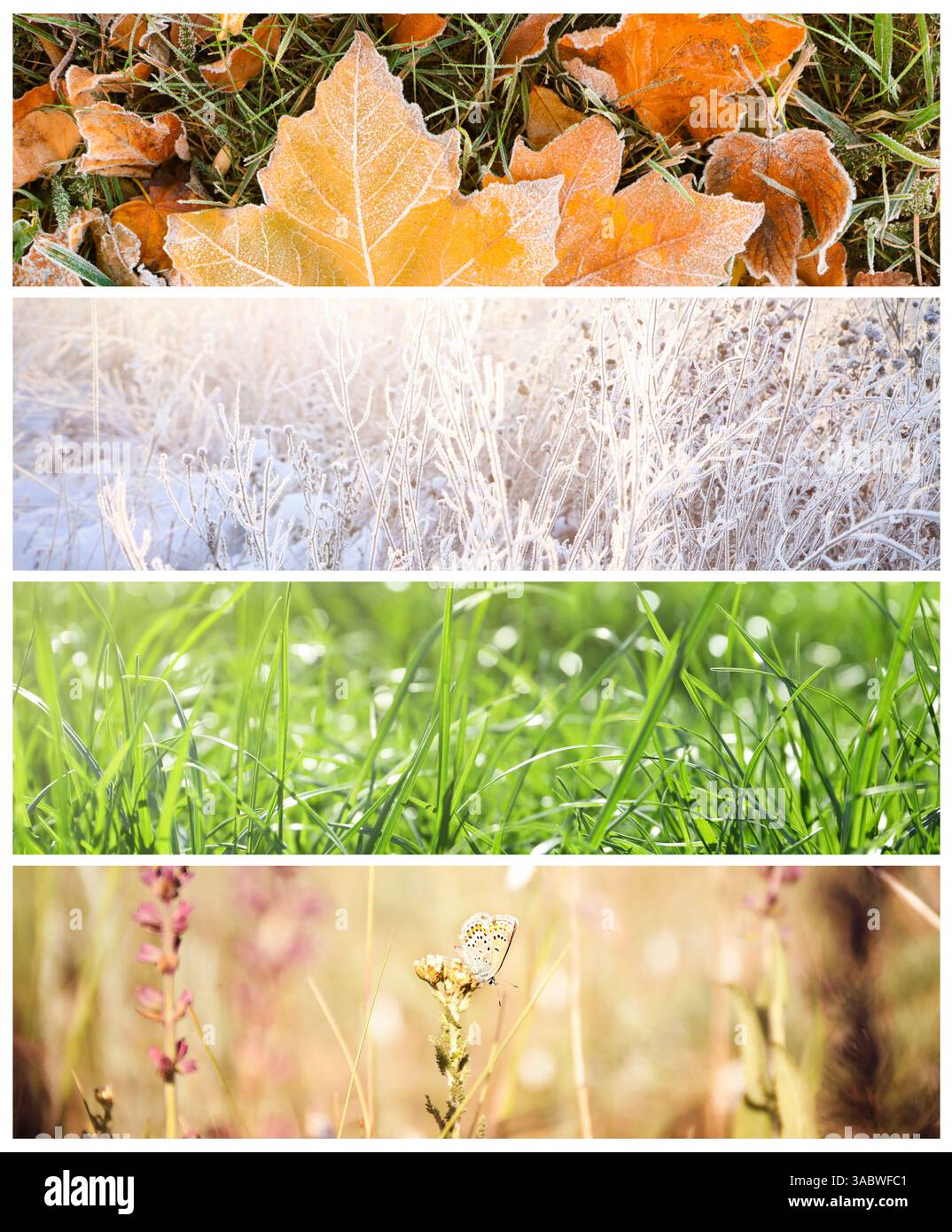 Four seasons of year. Collage with pictures of nature in winter, summer ...