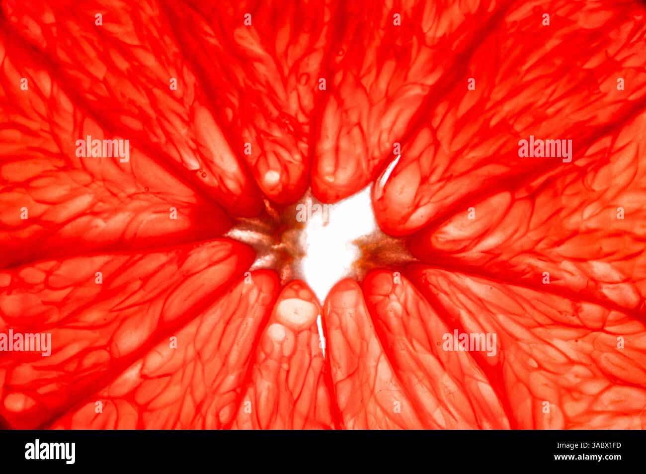 Slice of red grapefruit that is backlit, full frame Stock Photo