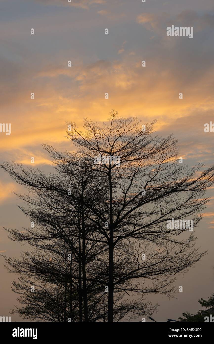 Tree branches silhouetted in the setting sun Stock Photo - Alamy