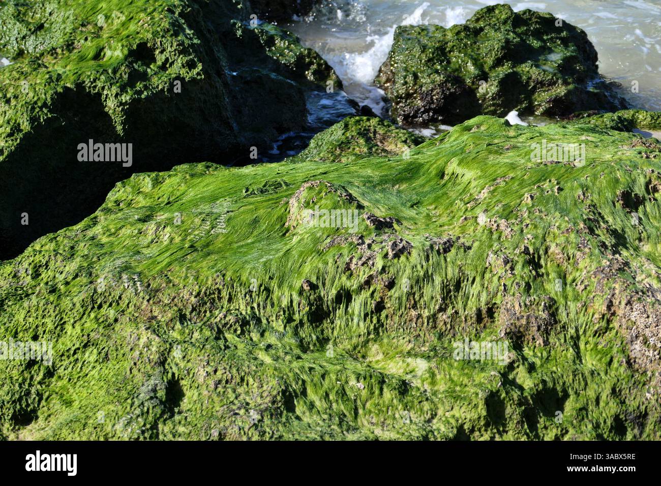 Green algae on the rocks in the sea, closeup of photo Stock Photo - Alamy