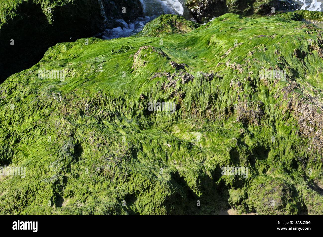 Green algae on the rocks in the sea, closeup of photo Stock Photo - Alamy