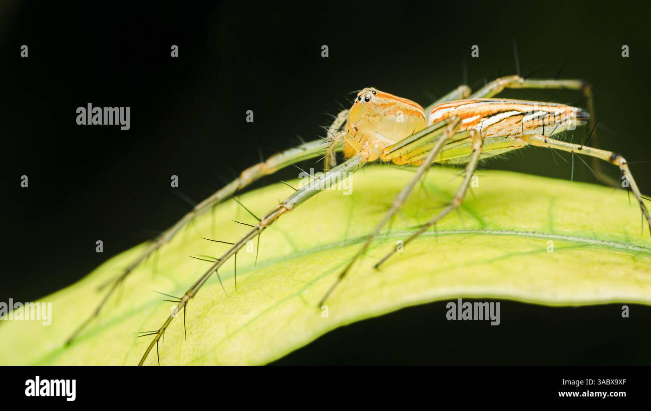 Captivating macro shot of a lynx spider perched on a vibrant green leaf, showcasing its spiny legs and intricate markings against a dark background Stock Photo
