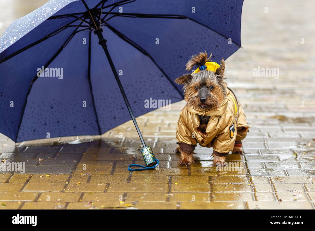 Biewer Terrier Umbrella Biewer Terrier Umbrella