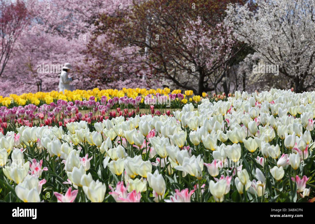 Tulips and cherry blossoms bloom at Akashi Kaikyo National Government ...