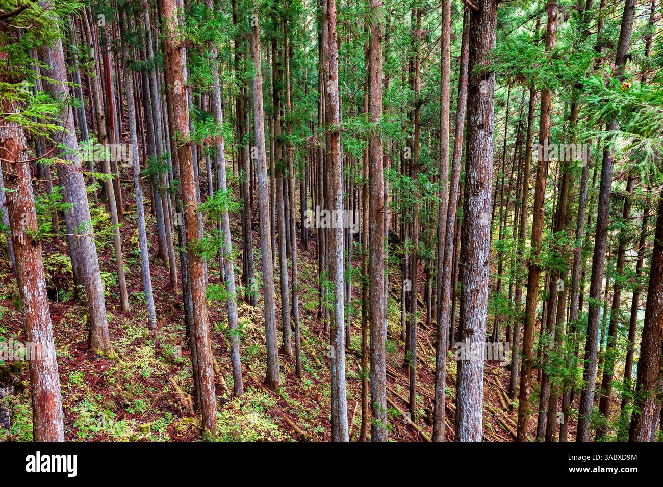 Japanese cedar tree hi-res stock photography and images - Alamy