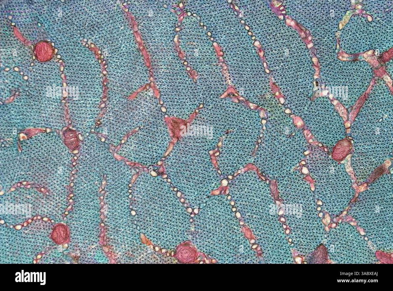 Smooth muscle, TEM Stock Photo - Alamy