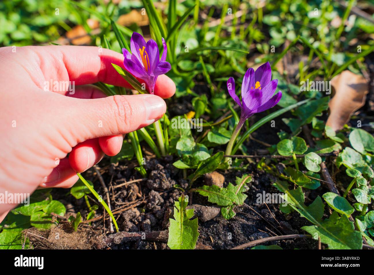 Close-up view of purple crocus flowers blooming in a garden, with a hand gently touching one flower, showcasing early spring growth in natural lightin Stock Photo