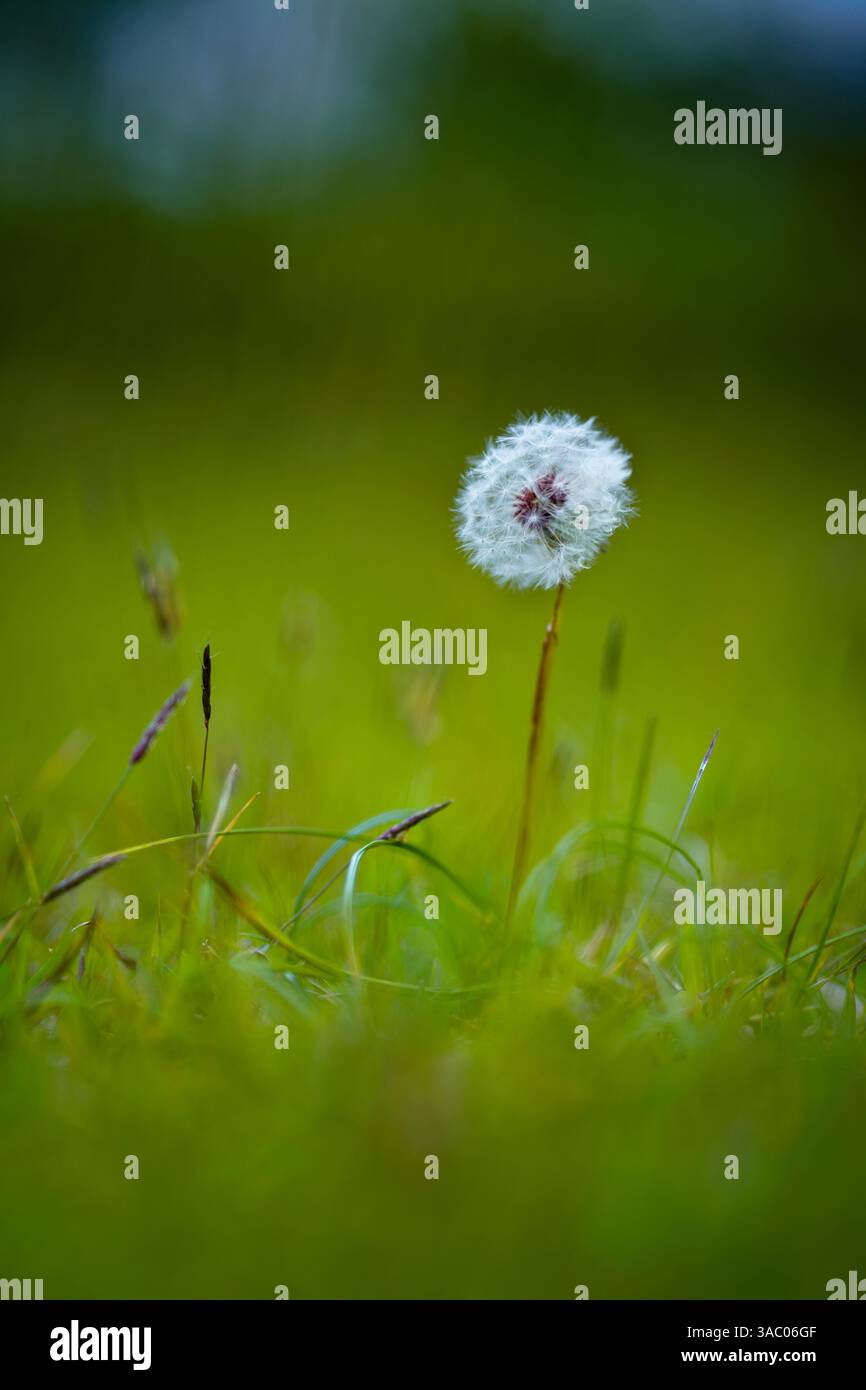 Beautiful dandelion meadow forest hi-res stock photography and images ...