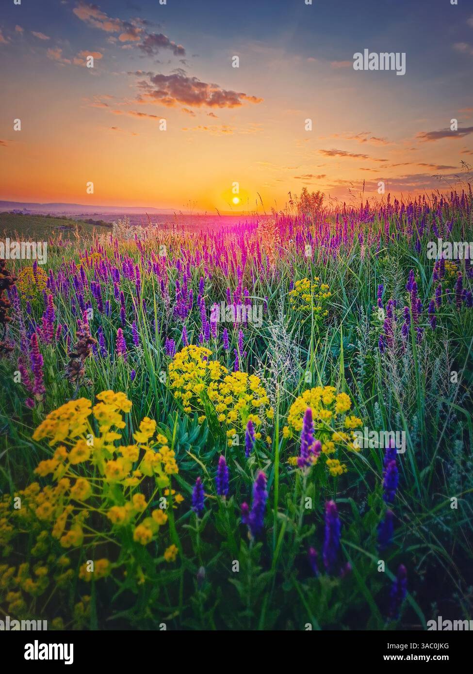 Summer sunset over the colorful blooming meadow with purple wild sage flowers and yellow cypress spurge blossoms - Smartphone Captured Stock Image
