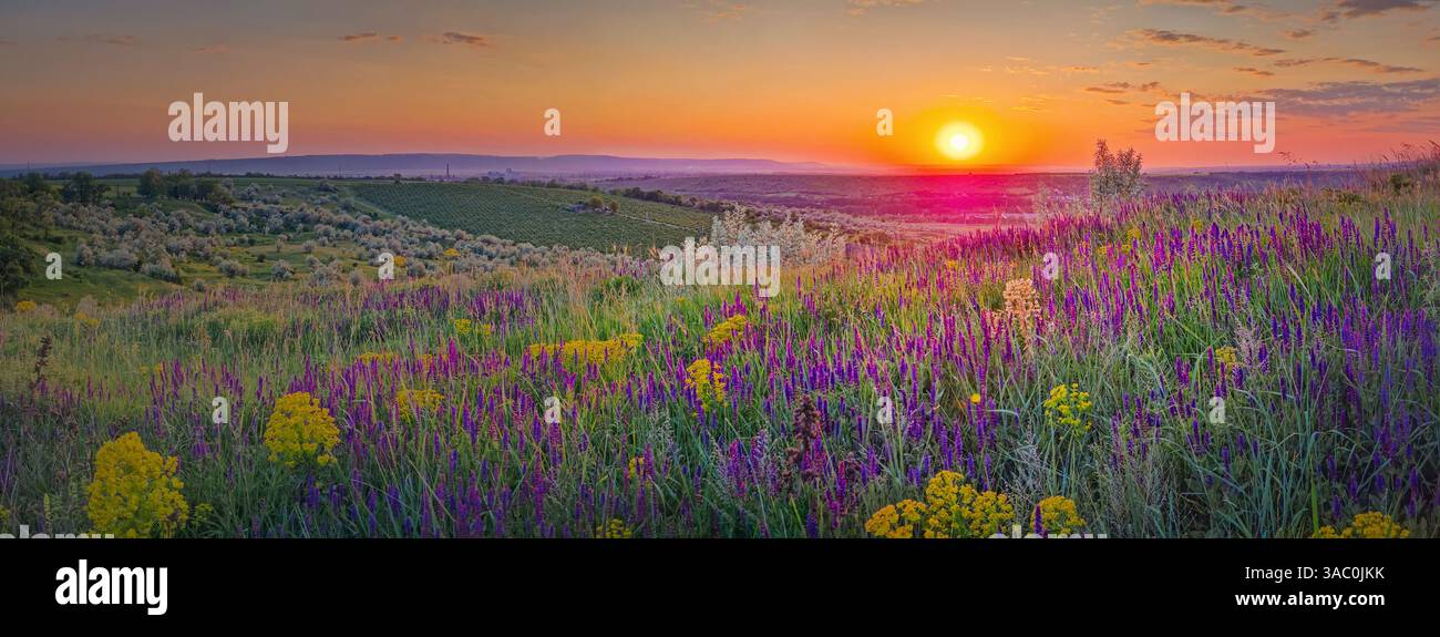 Summer sunset panorama over the colorful blooming meadow with purple wild sage flowers and yellow cypress spurge blossoms - Smartphone Captured Stock Image