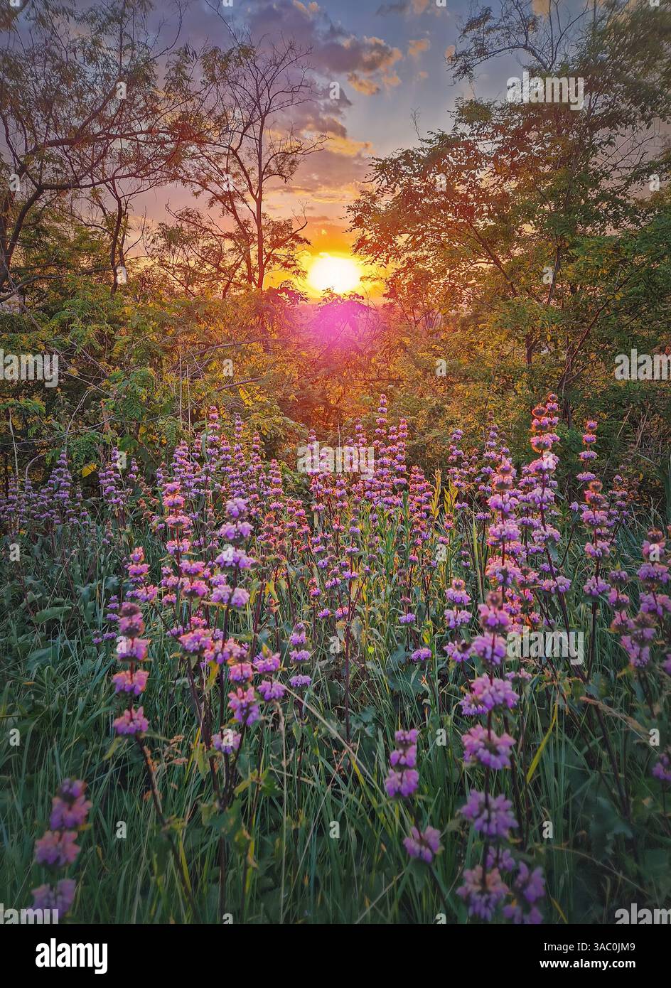 Phlomis tuberosa plant blooming in the woodland with a view to the sunset background. Sage leaf mullein flowering herb - Smartphone Captured Stock Image