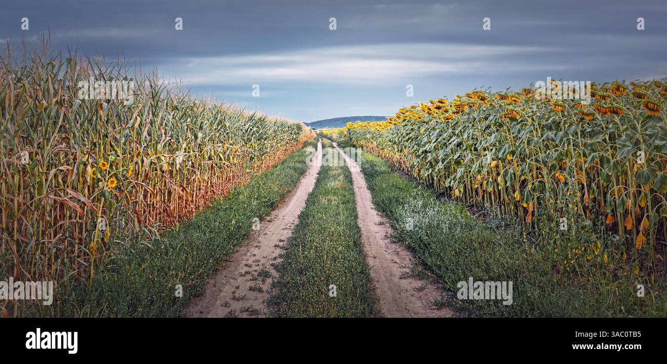 Country road across a sunflower and corn crop fields. Autumn agriculture harvest panoramic view - Smartphone Captured Stock Image