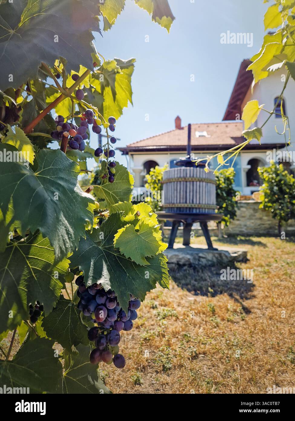 Ripening grapes in the vineyard with a view to the old winepress and winery in the background, Mircesti, Moldova - Smartphone Captured Stock Image