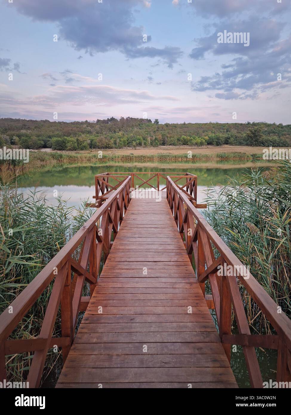 Wooden dock leading to a tranquil body of water surrounded by reed greenery under a evening pastel sky. Serene scene in the nature, calm and peaceful - Smartphone Captured Stock Image