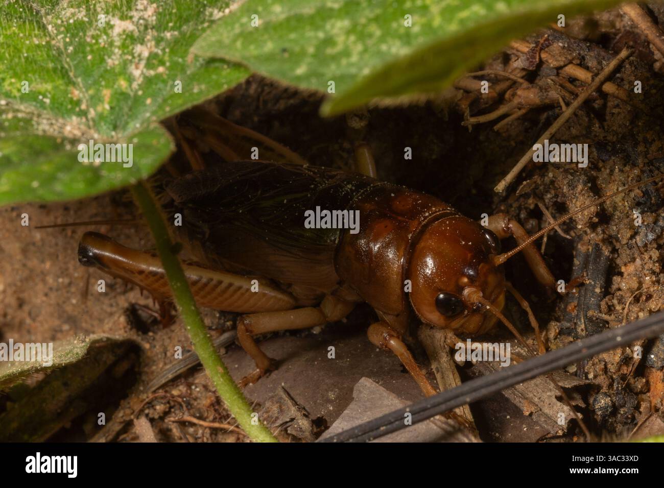 Rice field cricket, brown field cricket, large brown cricket ...