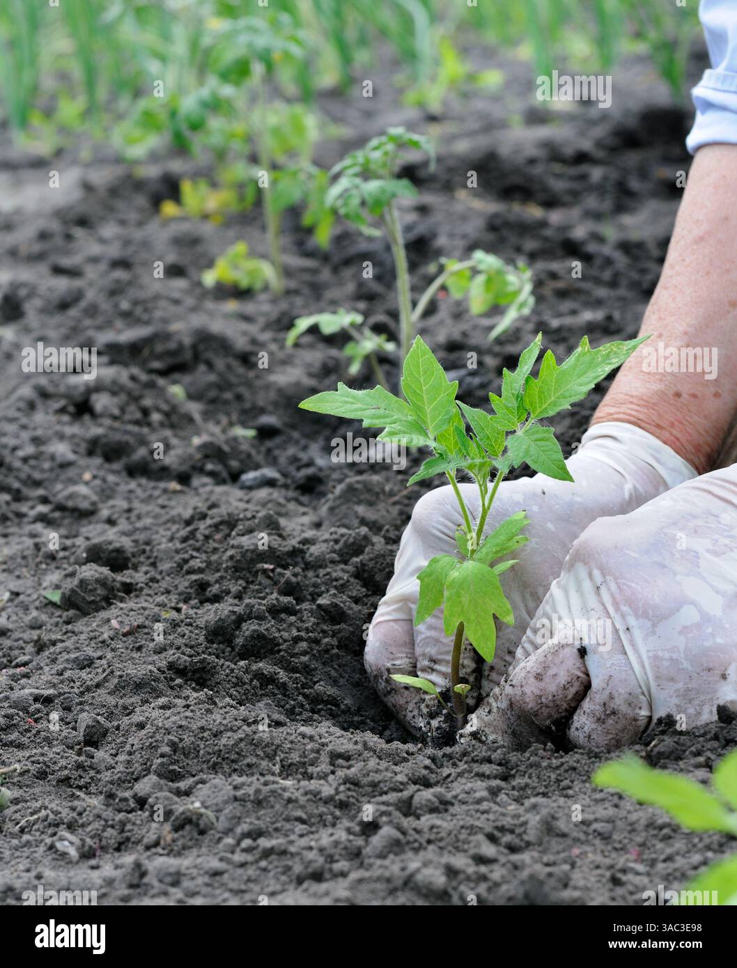 gardener's hands planting a tomato seedling in the vegetable garden ...
