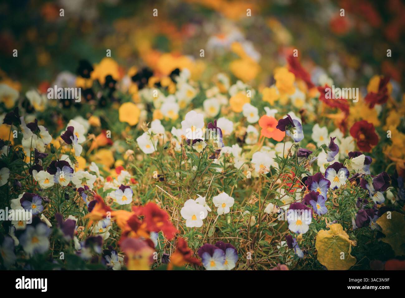 Spring displays hi-res stock photography and images - Alamy