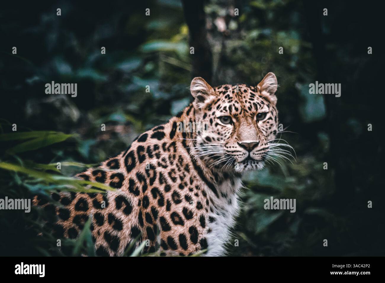 Leopard stare Stock Photo