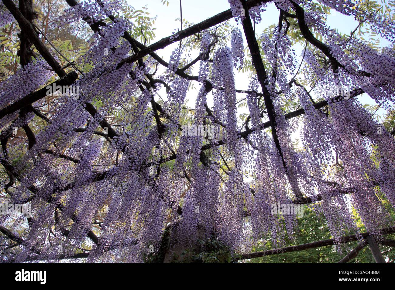 Blauregen blten hi-res stock photography and images - Alamy