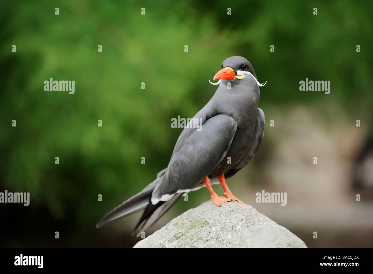 Inca Tern (Larosterna inca) | Inkaseeschwalbe (Larosterna inca) Stock Photo