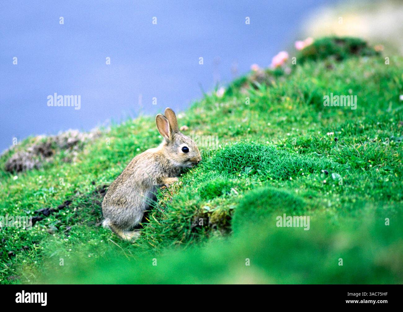 Native to the southern iberian peninsula hi-res stock photography and ...